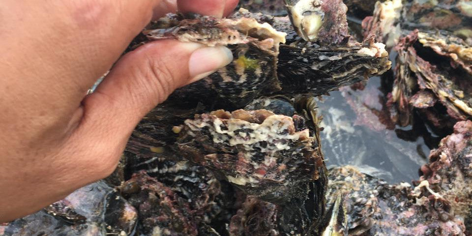 L’huitre Pinctada Margaritifera « productrice » de perles de Tahiti