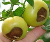 TOMATE, maladie du cul noir (Fiche technique)
