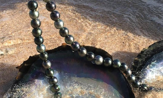 Developpement et croissance d'une nacre et de sa perle