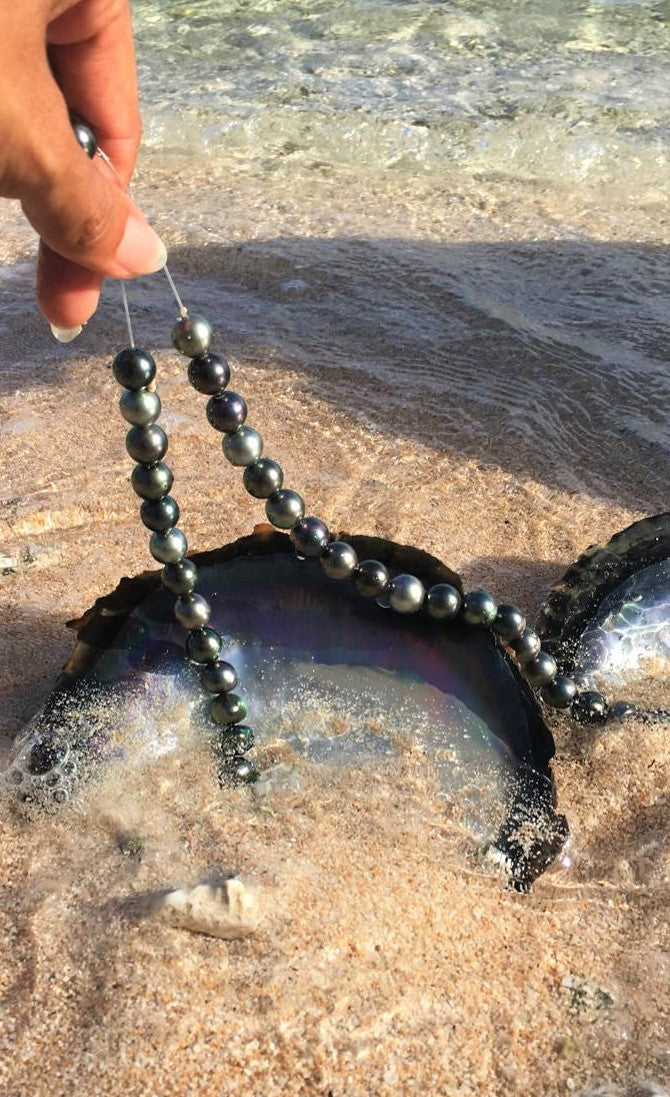 Developpement et croissance d'une nacre et de sa perle