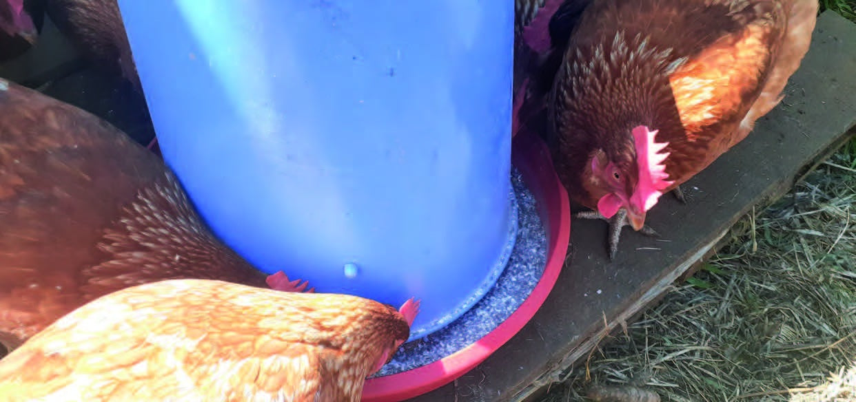 Bienfaits du calcium pour les POULES (Fiche technique)