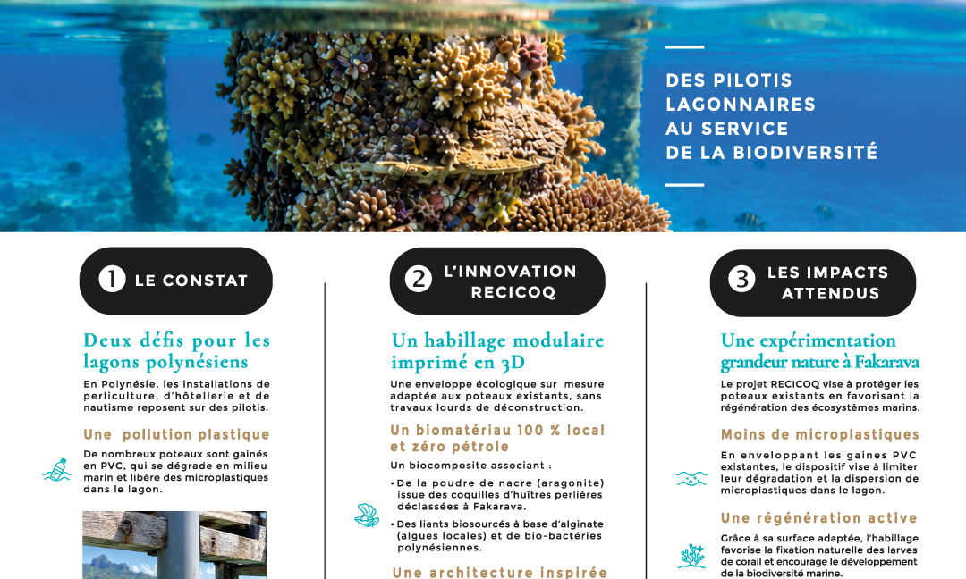 Projet : transformer les pilotis lagonnaires en recifs vivants
