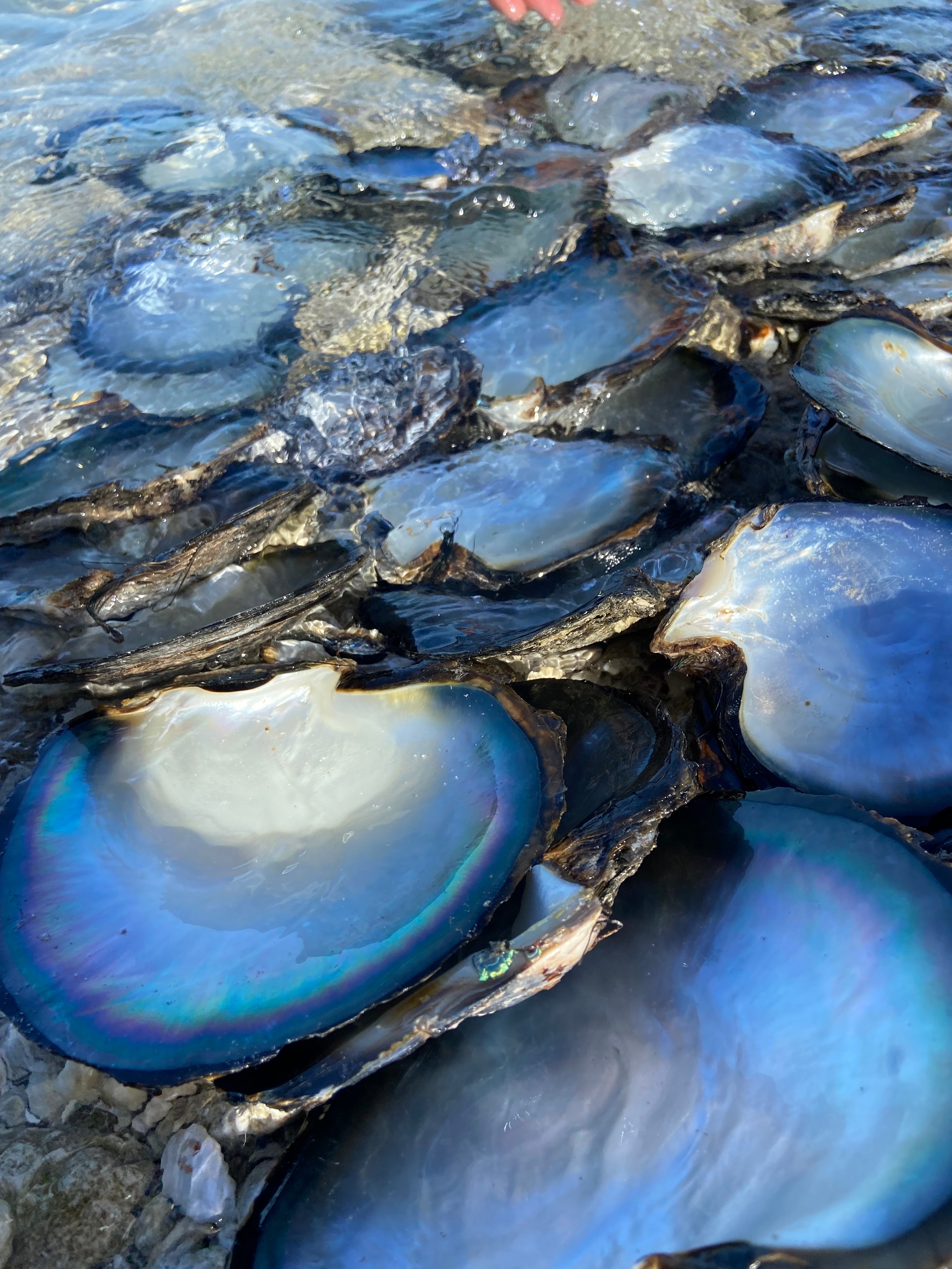 nacres de qualité triées et sélectionnée pour les artisans et artisanes